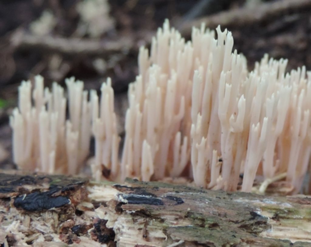 Ramaria bianca